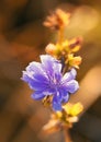 Wild chicory`s blue flower in macro photography Royalty Free Stock Photo