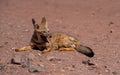 wild chilean fox from north zone