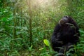 A wild chimp in Kibale National Park, Uganda. Royalty Free Stock Photo