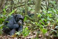 A wild chimp sitting on the forest floor in Uganda. Royalty Free Stock Photo