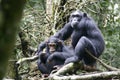 Wild Chimpansees in Natoinal Park Royalty Free Stock Photo