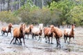 Wild Chincoteague Ponies Royalty Free Stock Photo