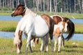 Wild Chincoteague Ponies with new foal. Royalty Free Stock Photo