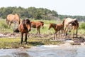 Wild Chincoteague Ponies with new foals. Royalty Free Stock Photo