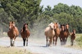 Wild Chincoteague Ponies roundup Royalty Free Stock Photo