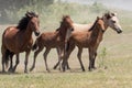Wild Chincoteague Ponies roundup Royalty Free Stock Photo