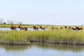 Wild Chincoteague Ponies walking in the water. Royalty Free Stock Photo