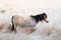 Wild Chincoteague Pony Royalty Free Stock Photo