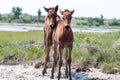 Wild Chincoteague Pony foals. Royalty Free Stock Photo