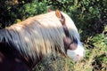 Wild Chincoteague Pony Royalty Free Stock Photo