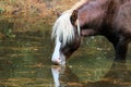 Wild Chincoteague Pony Royalty Free Stock Photo