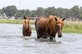 Wild Chincoteague Pony with new foal. Royalty Free Stock Photo