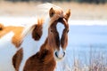 Wild Chincoteague Pony Royalty Free Stock Photo