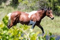 Wild Chincoteague Pony Royalty Free Stock Photo