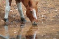 Wild Chincoteague Pony Royalty Free Stock Photo