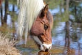 Wild Chincoteague Pony Royalty Free Stock Photo