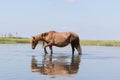 Wild Chincoteague Pony walking in the water. Royalty Free Stock Photo