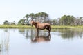 Wild Chincoteague Pony walking in the water. Royalty Free Stock Photo