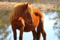 Wild Chincoteague Pony Royalty Free Stock Photo