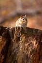 Wild Chipmunk On Log Royalty Free Stock Photo