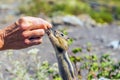 Wild chipmunk reaching for a human hand Royalty Free Stock Photo