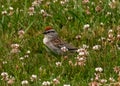 Chipping sparrow standing in clover and green grass
