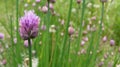 Wild Chives