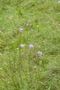 Wild chives Allium schoenoprasum in meadow