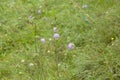 Wild chives Allium schoenoprasum in meadow