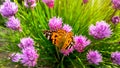 Wild Chives and Painted lady orange butterfly. Vanessa cardui, Nymphalidae or Painted lady close up on Chives. Painted