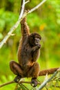 Wild Chorongo Monkey In Ecuador