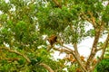 Wild Chorongo Monkey