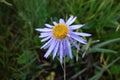Wild chrysanthemum flowers Royalty Free Stock Photo