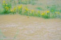 Wild chrysanthemum in river