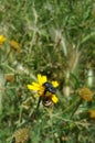 Wild Chrysanthemum with two black beetles and a snail Royalty Free Stock Photo