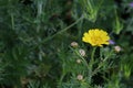 Wild chrysanthemum yellow flowers in the park.