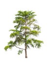 Wild Cinchona tree (Anthocephalus chinensis) Royalty Free Stock Photo
