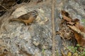 Cinnamon-breasted Bunting in Arabia Royalty Free Stock Photo