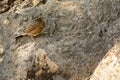 Cinnamon-breasted Bunting on a rock Royalty Free Stock Photo