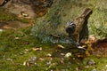 Cinnamon-breasted Rock-bunting male in Arabia Royalty Free Stock Photo