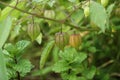 Wild Ciplukan or Physalis angulata Royalty Free Stock Photo