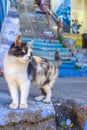 Wild city cat in Valparaiso Royalty Free Stock Photo