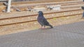Wild City Pigeon Bird Standing on Railway Station Train Platform