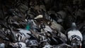 Wild city pigeons Columba livia domestica in large crowd and narrowness on the road Royalty Free Stock Photo