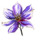 Wild clematis flower. Hand drawn illustration.