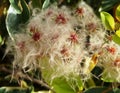 Wild Clematis fluffy white seed heads