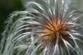 Wild Clematis Seed Royalty Free Stock Photo
