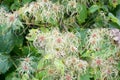 Wild Clematis Virgin's Bower Seed Heads Royalty Free Stock Photo