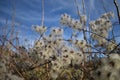 Wild Clematis vitalba Old Man`s Beard seeds Royalty Free Stock Photo