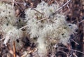 Wild clematis vitalba dry seed heads Royalty Free Stock Photo